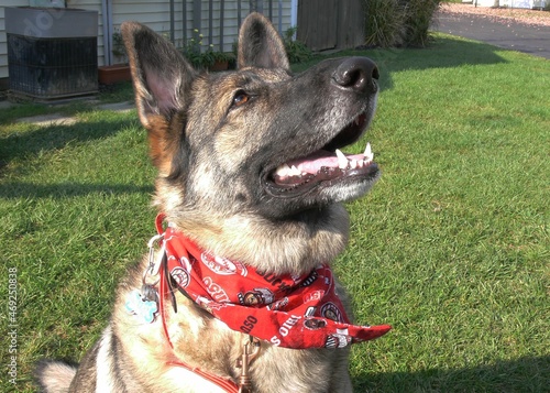 A close up of a German shepherd dog