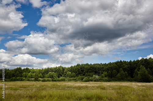Dense forest against the sky and meadows. Beautiful landscape of a row of trees and blue sky background