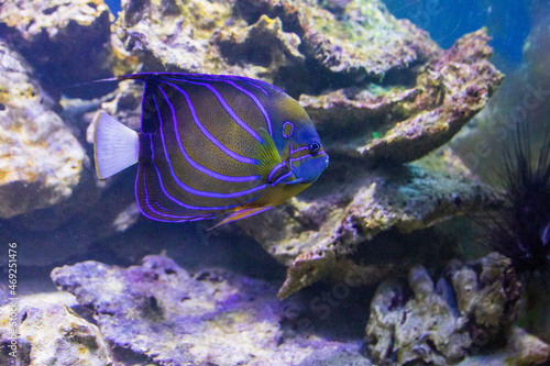 Tropical fish in the aquarium of the St. Petersburg Zoo