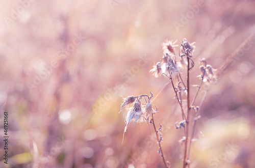 Soft focus of dry wild flower in the winter in pink tone, Selective focus of dried flowers in winter forest, Vintage tone with copy space for Valentines background