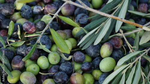 olives