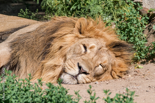 Male Asiatic Lion  Panthera leo persica 