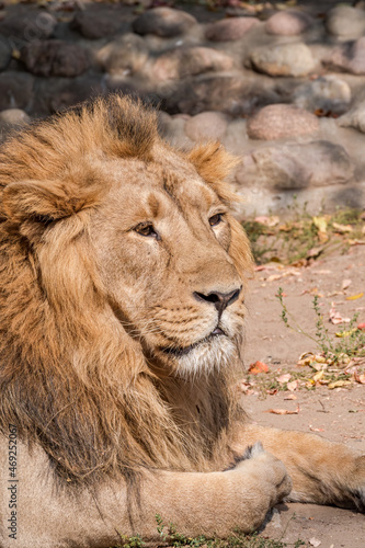 Fototapeta Naklejka Na Ścianę i Meble -  Male Asiatic Lion (Panthera leo persica)