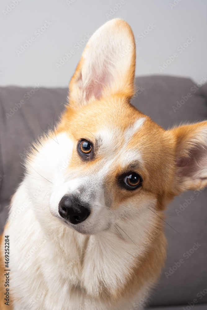 Close up of beautiful red and white Corgi dog resting on sofa. Concept of pets. Close up of beautiful red and white Corgi dog resting on sofa. Concept of pets.