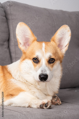 Close up of beautiful red and white Corgi dog resting on sofa. Concept of pets.