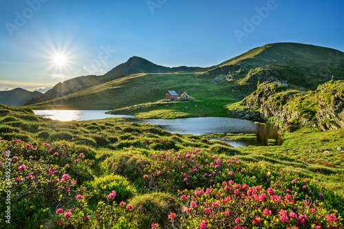 Sunlight on flowering plants at Julian Alps, Carinthia, Austria photo