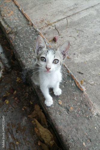 cat on the street © Claudia