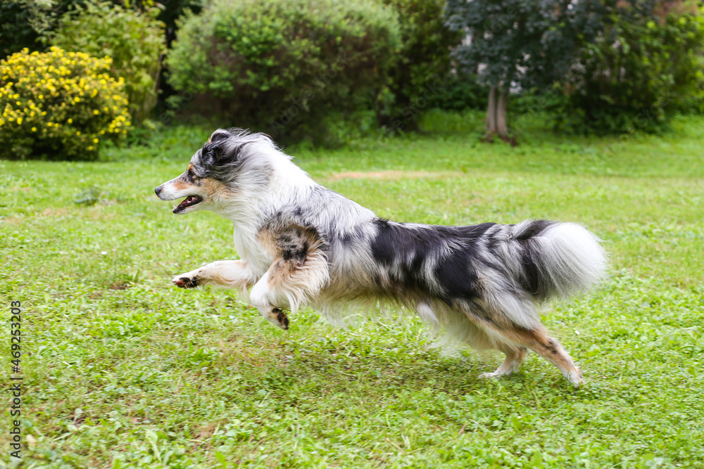 blue merle shetland sheepdog sheltie running and jumping in garden. blue merle shetland sheepdog sheltie running and jumping in garden.