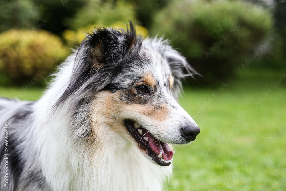 Close-up photo of smiling blue merle shetland sheepdog. Close-up photo of smiling blue merle shetland sheepdog.