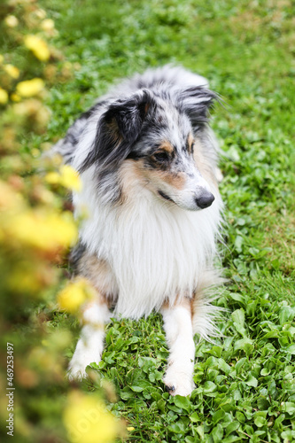 Blue Merle Shetland Sheepdog sitting near yellow blooming garden flowers.