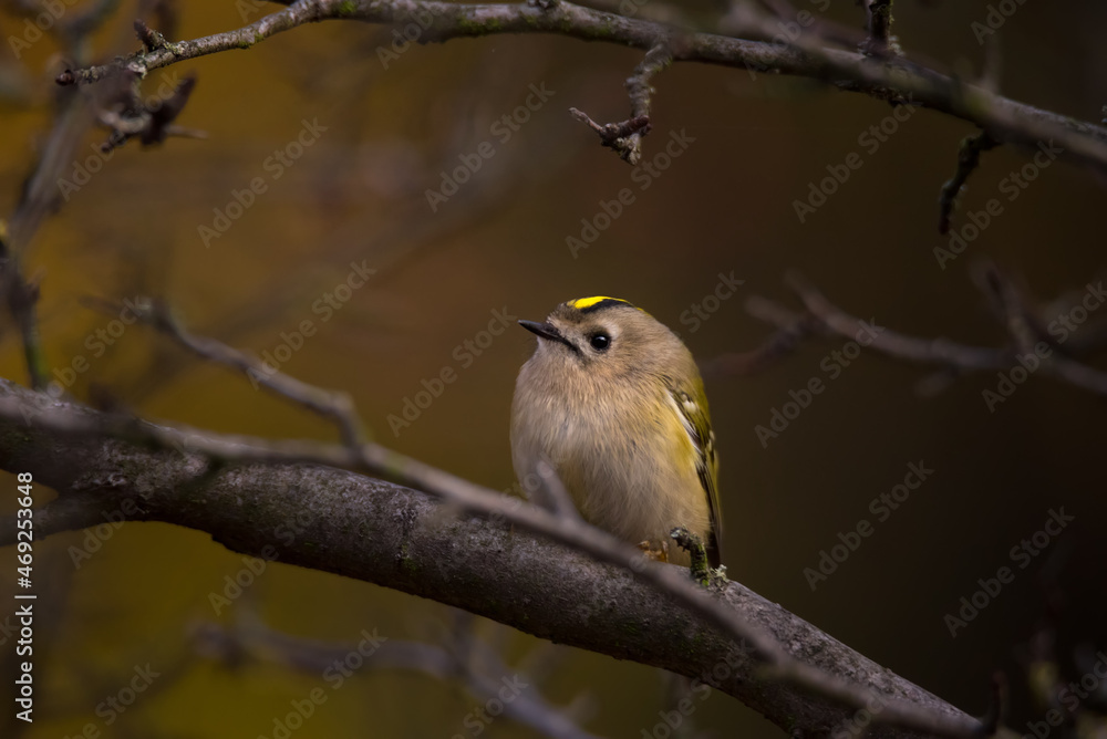 Single small Goldcrest bird sitting on tree branch Single small Goldcrest bird sitting on tree branch