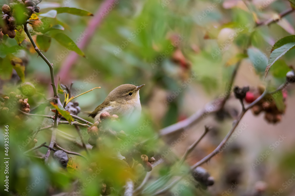 Single small common chiffchaff bird sitting on the bush Single small common chiffchaff bird sitting on the bush