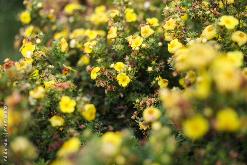 Small yellow flowers blooming froma small decorative garden bush. Small yellow flowers blooming froma small decorative garden bush.