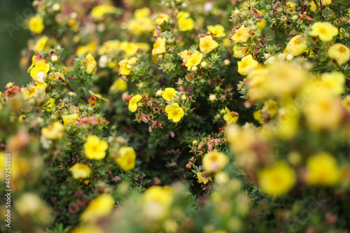 Small yellow flowers blooming froma small decorative garden bush.