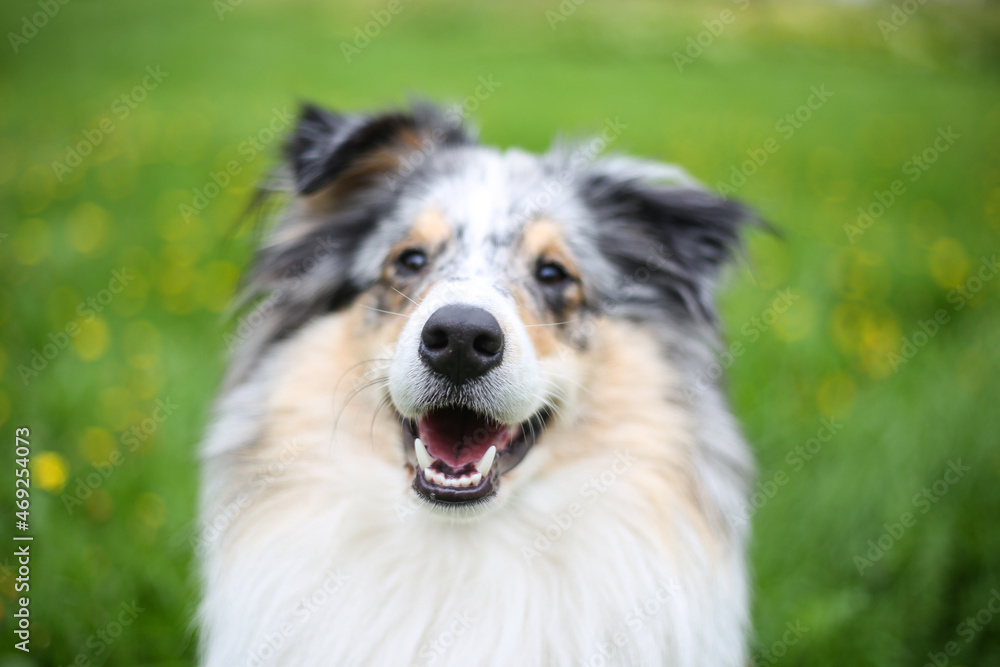 Blue merle shetland sheepdog smiling and watching direct on to the camera.