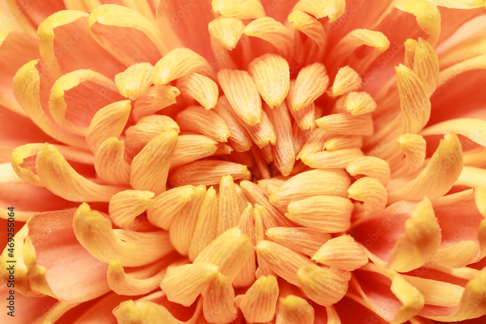Beautiful yellow chrysanthemum flower petals and bud. Closeup macro photo. Beautiful yellow chrysanthemum flower petals and bud. Closeup macro photo.