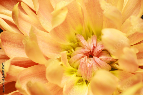 Beautiful yellow chrysanthemum flower petals and bud. Closeup macro photo.
