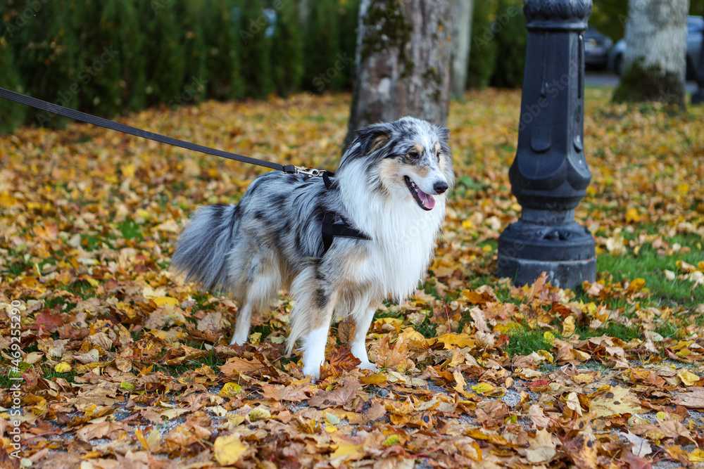 Sheltie on leash in autumn environment,.