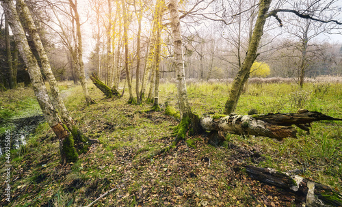 Picture of a forest in autumn.