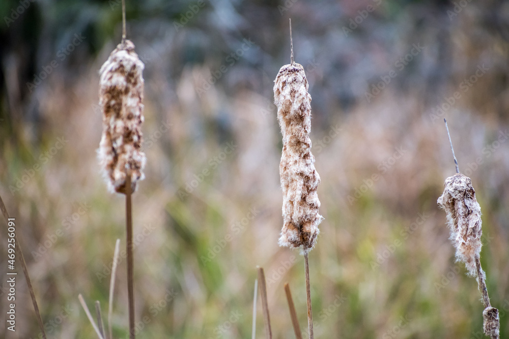 A brown wildflowers in Hilton Head Island, South Carolina