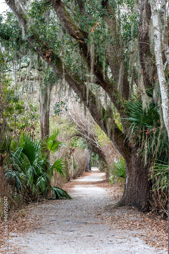 Sea Pine Forest in Hilton Head Island  South Carolina