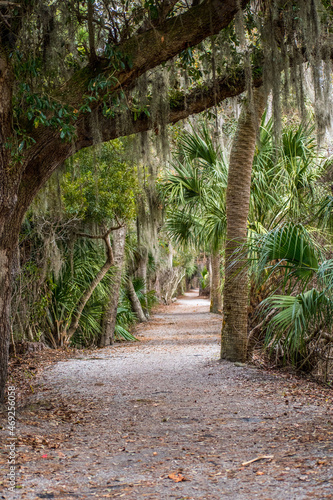 Sea Pine Forest in Hilton Head Island  South Carolina