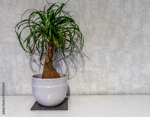 Plante verte en pot avec un espace libre sur le cliché photo
