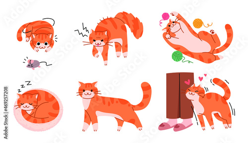 A collection of various poses of a cute yellow cat. Cat vector illustration.
