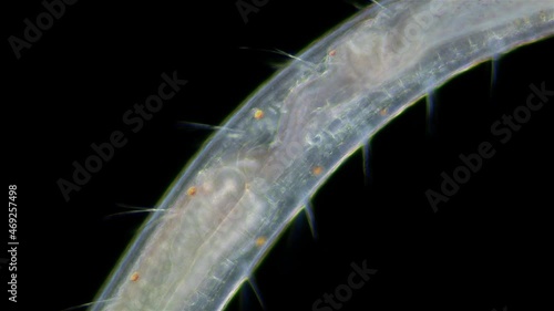 worm Polychaeta Polyophthalmus sp. under a microscope, Ophelliidae family, burrowing detritivore. Internal organs work. Indian Ocean photo