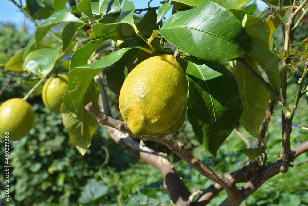 レモンの木
