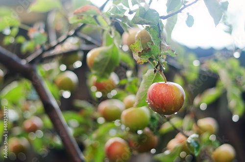 Apple tree in autumn. Branch with apples fruit in the farm, vegetable garden close up. Raindrops on the leaves. Healthy food, lifestyle concept. Harvest.