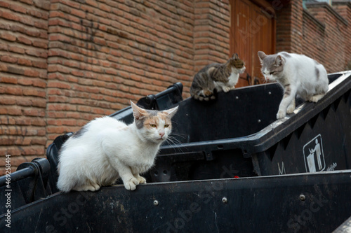 Photography Funny cats white and multi-colored sit on black garbage cans