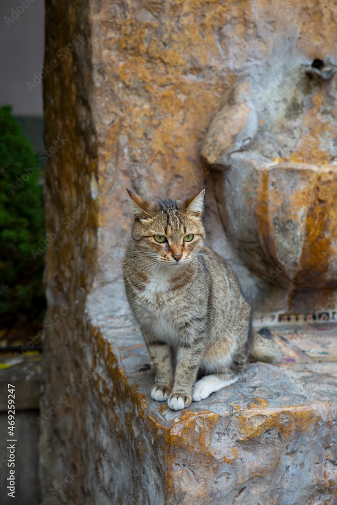 Funny gray brindle cat on the background of an old marble red drinking fountain. Portrait of a wild cat. Homeless cats on the streets of Tbilisi. The cat is sitting.