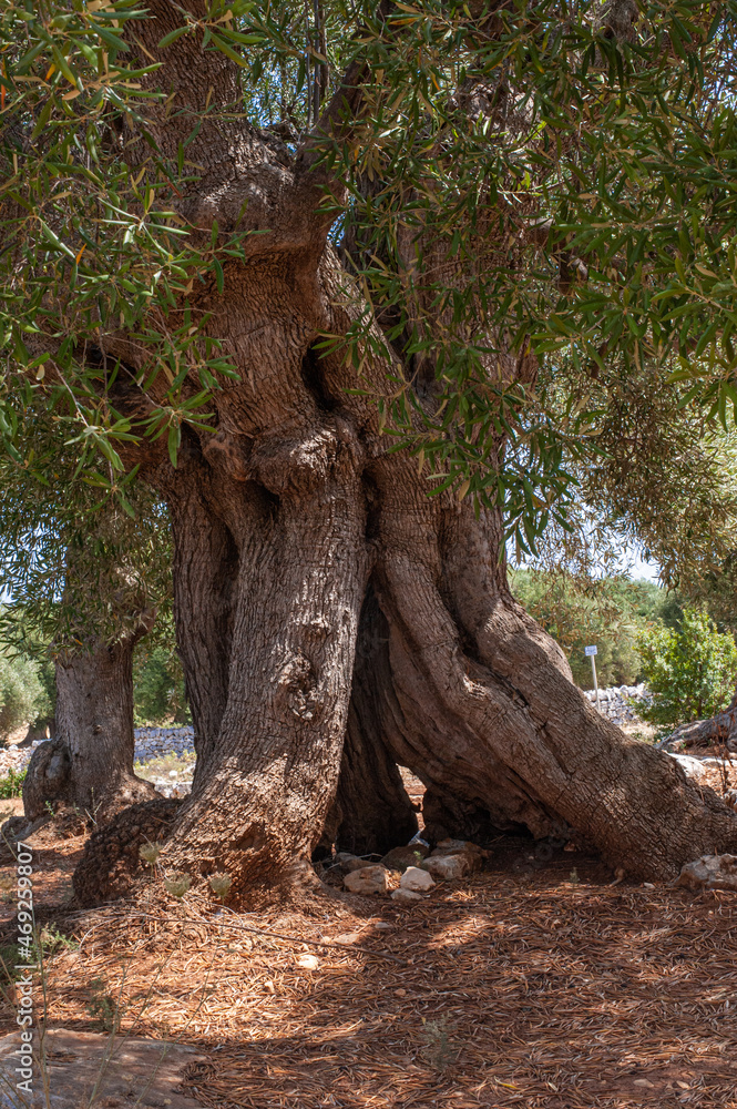 grove of old century olive trees on terracotta soil of southern italy grove of old century olive trees on terracotta soil of southern italy