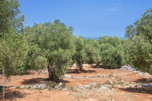 grove of old century olive trees on terracotta soil of southern italy