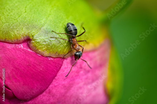 Single red ant on a pink peony flower bud