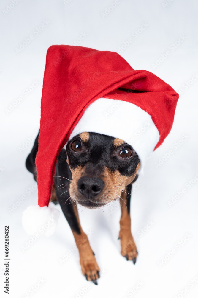 Φωτογραφία Portrait Hund mit Weihnachtsmütze mütze und schleife im studio vor weißem Hinter