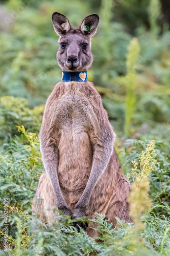 Portrait of young tagged eastern grey kangaroo (Macropus giganteus) looking straight at camera