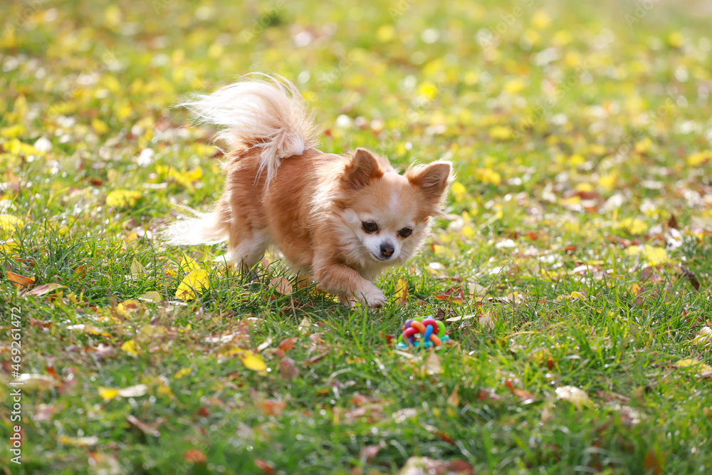 Long haired Chihuahua dog outdoor portrait Long haired Chihuahua dog outdoor portrait