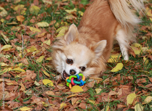 Long haired Chihuahua dog outdoor portrait