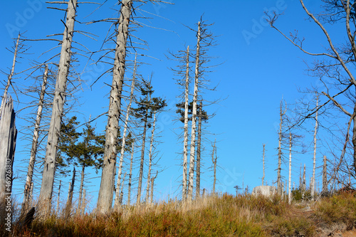 Fototapeta Naklejka Na Ścianę i Meble -  Sick trees in the mountains