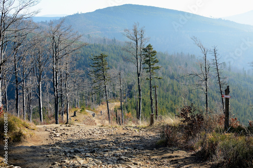 Fototapeta Naklejka Na Ścianę i Meble -  Sick trees in the mountains