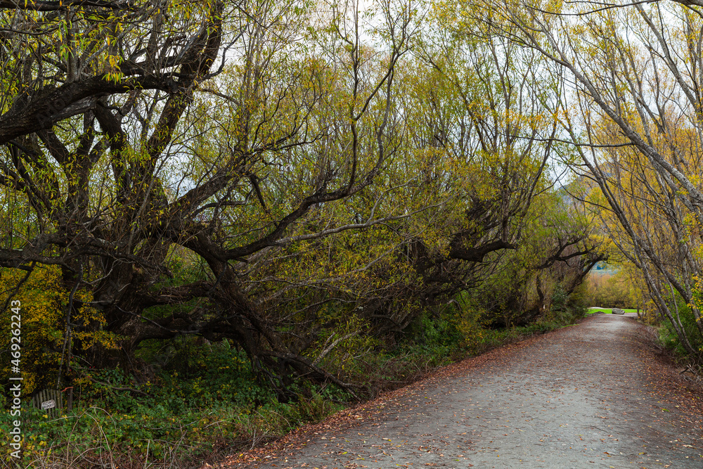 Fototapeta premium ニュージーランド オタゴ地方のグレノーキーのラグーン・トラック沿いの紅葉の並木道