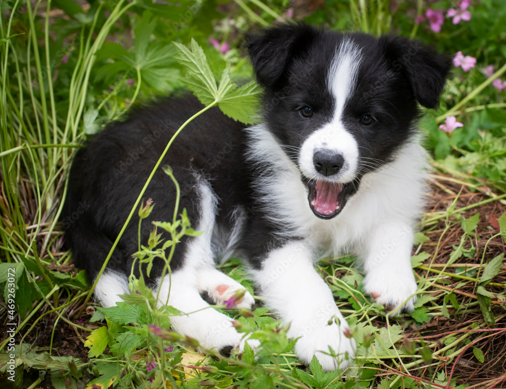 border collie puppy sat in the long grass
