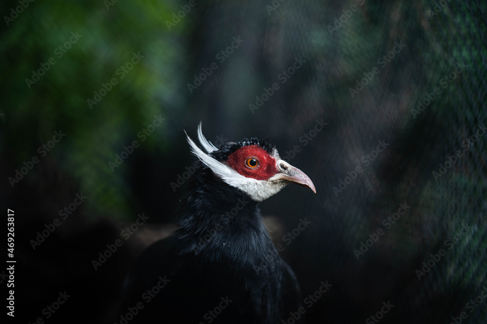 portrait of an eared pheasant in an amazing outfit