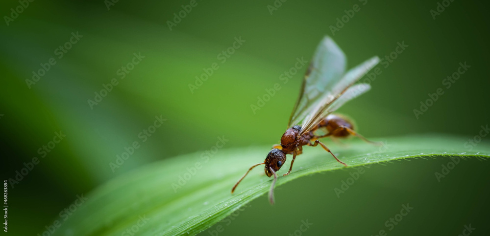 working winged ant on a blade of grass in search of food working winged ant on a blade of grass in search of food