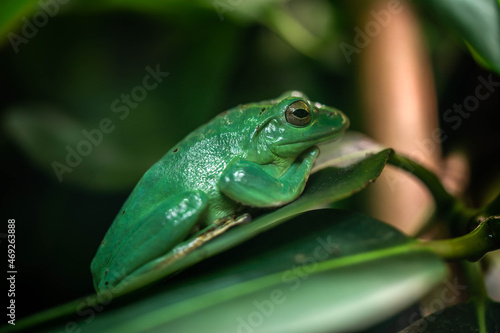 frog resting on a leaf waiting for an opportunity to eat