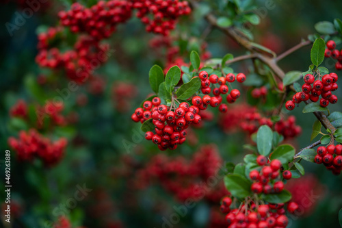 juicy red fruits brightly contrast in color on the bush