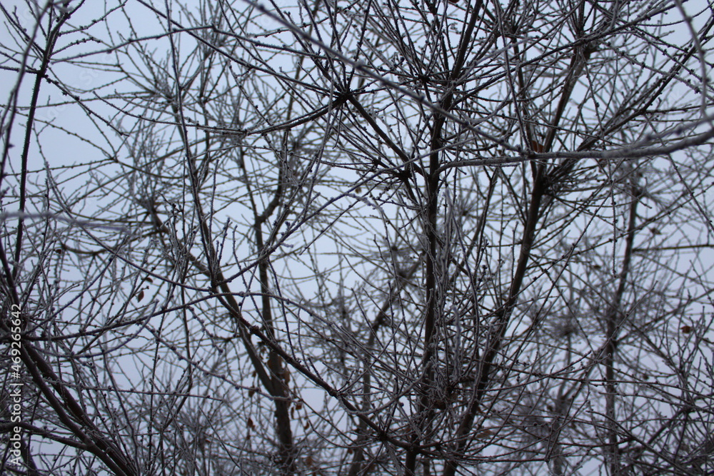 Snow covered bare tree bracnhes Snow covered bare tree bracnhes
