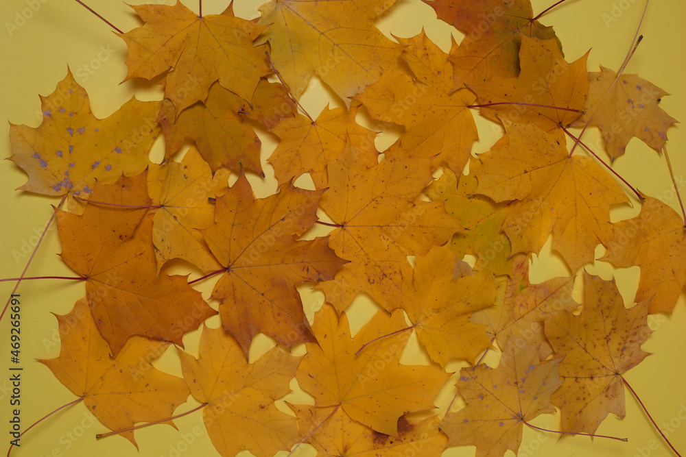 Fototapeta premium Yelloy maple leaves on the yellow background. autumn concept.